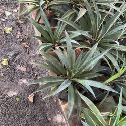 Agave