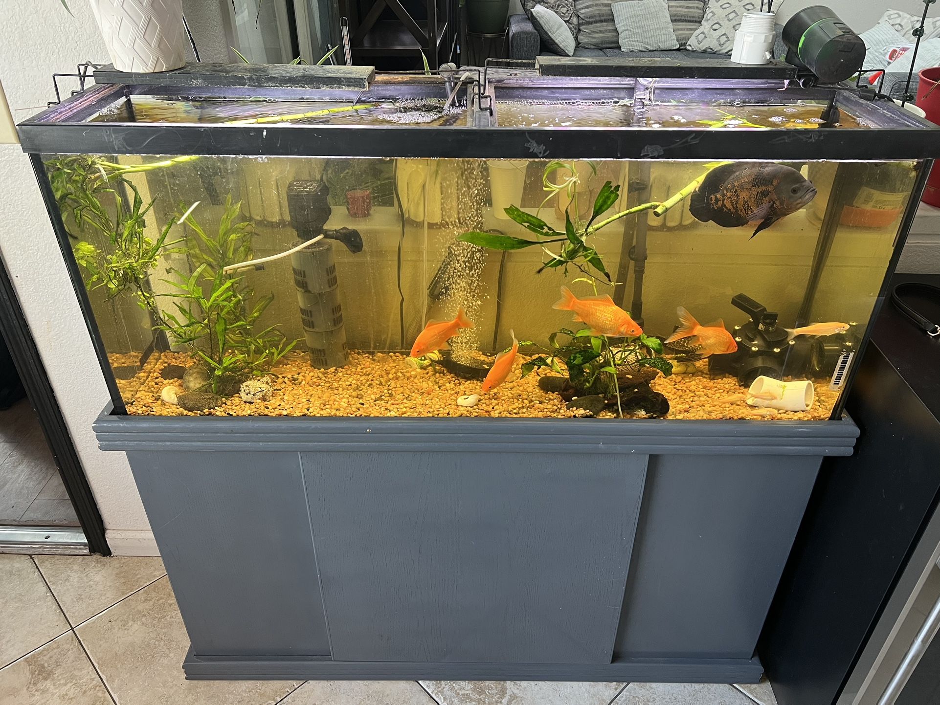 Fish Tank