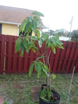 Mango tree 7ft. Tall