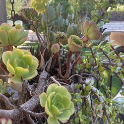 Succulent Cuttings 5 For $10