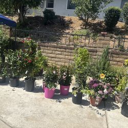 Beautiful Available Plants For Sale!!🌸🪴🌿🍋
