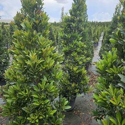 Japanese Blueberry cones only $75 topiary  Cone starting  $ 65Best low maintenance 