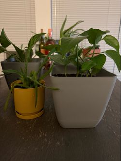 Foliage