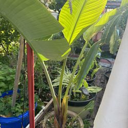 Banana Plants $40