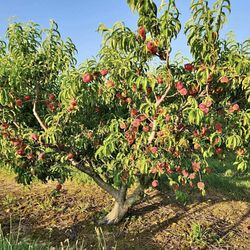 White donut peaches trees / Árboles de durazno dona $40 each