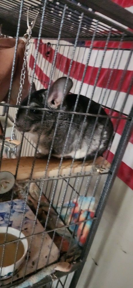 Chinchilla Cage Comes With To Young Chinchillas Free