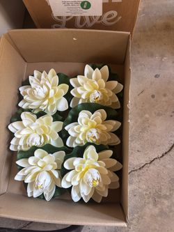 Floating Lotus