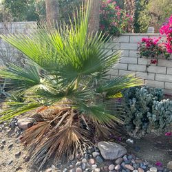 Washington Palm Tree approx 3 feet tall needs a new home asap!