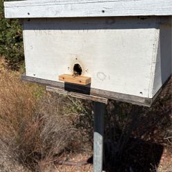 Bee Hive
