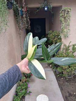 Variegated Monstera Standleyana Albo Plant $28