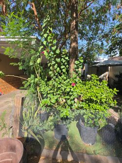 Red hibiscus plant