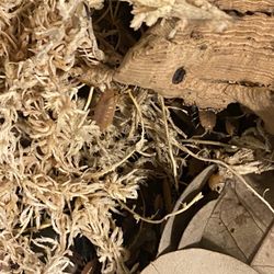 Powder Orange Isopod