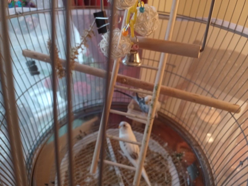 2 young beautiful parakeets, light blue and blue and color recently purchased for 47.Each of an H cage cost me over https://offerup.com/redirect/?o=Mj