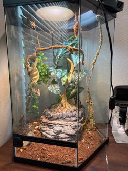 Reptile terrarium all included