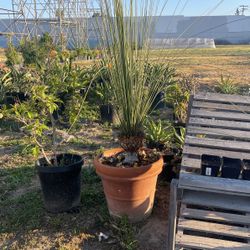 Plant In Clay Pot