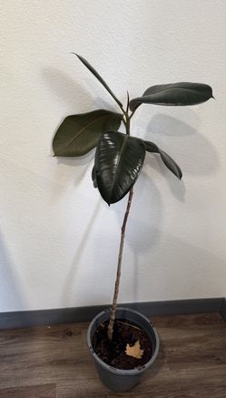 houseplant ficus- rubber plant