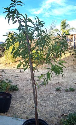Yellow White Peach trees $40 each