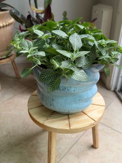 Nerve Plant Houseplant