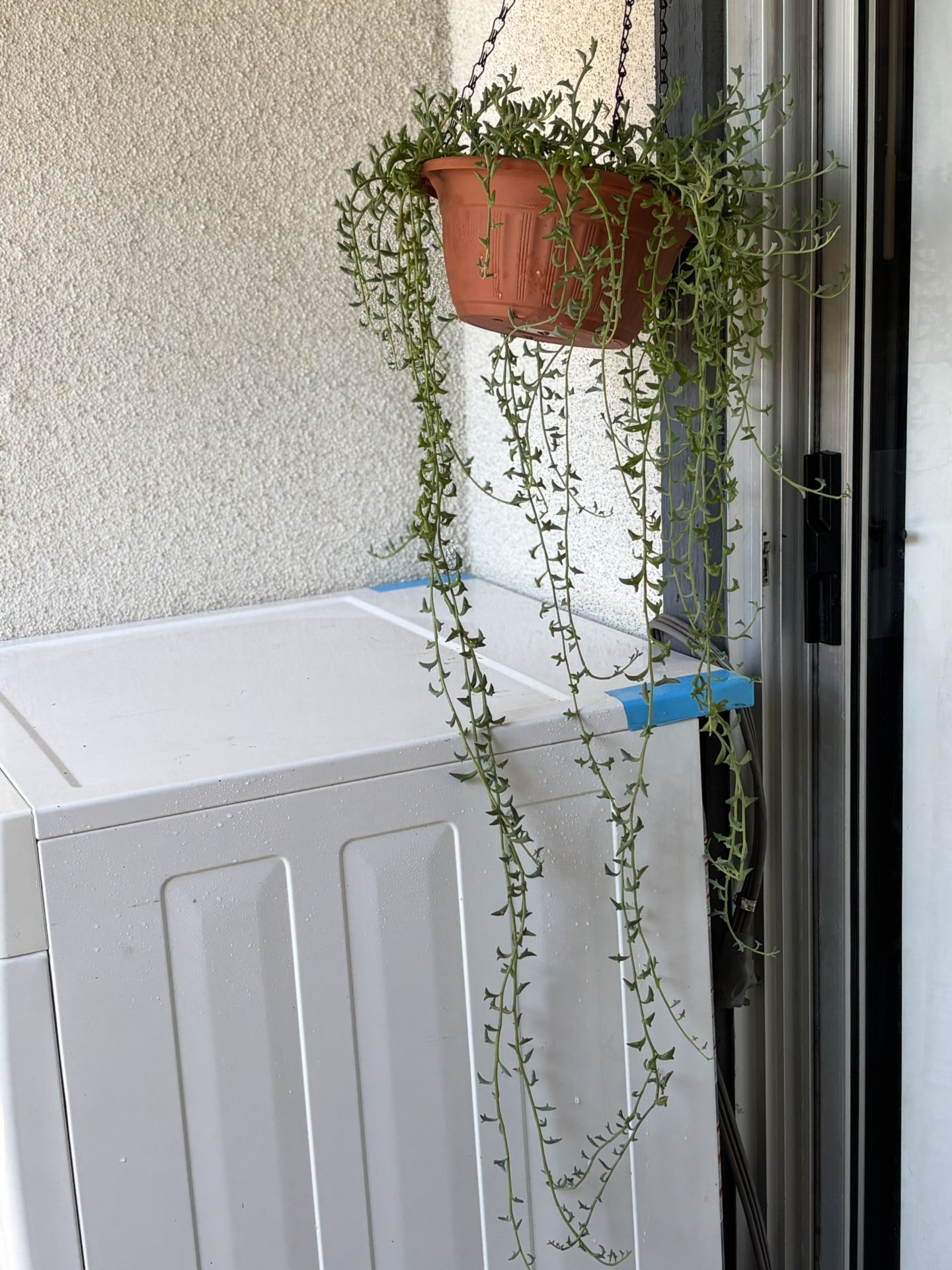 Hanging Dolphin Succulent Plant 🪴🐬🐬