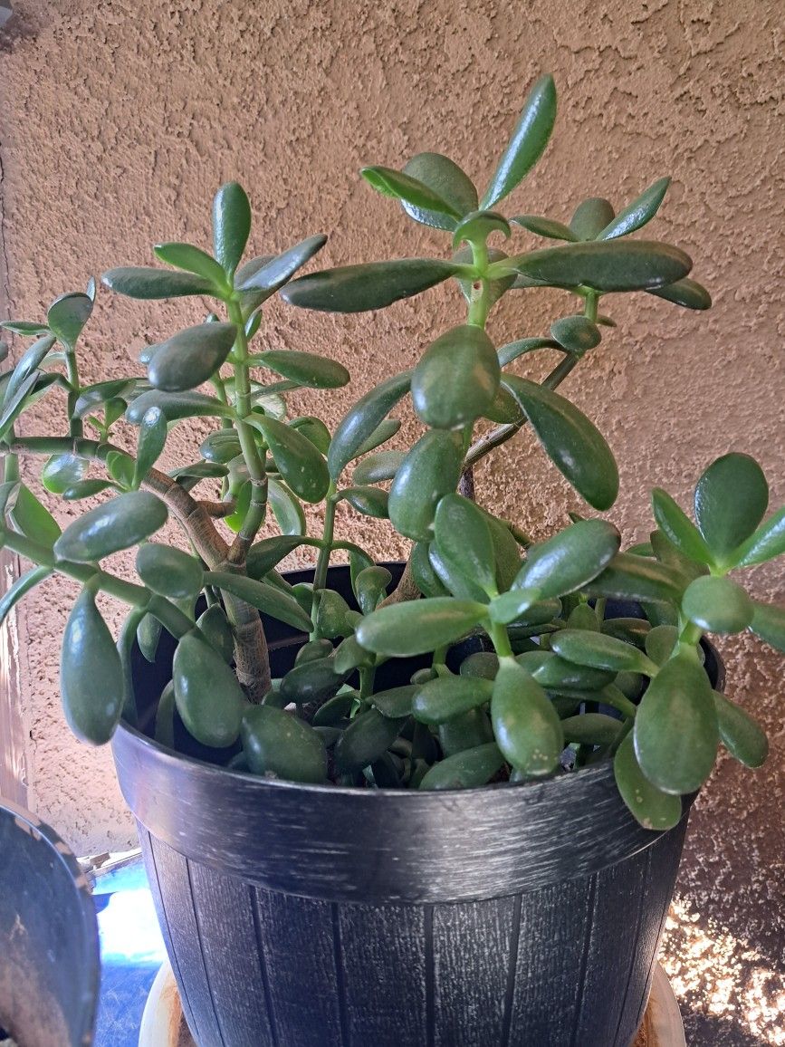 Jade Plant