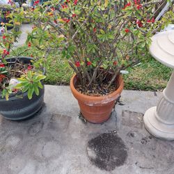Super large crown-of-thorns plant in large clay pot