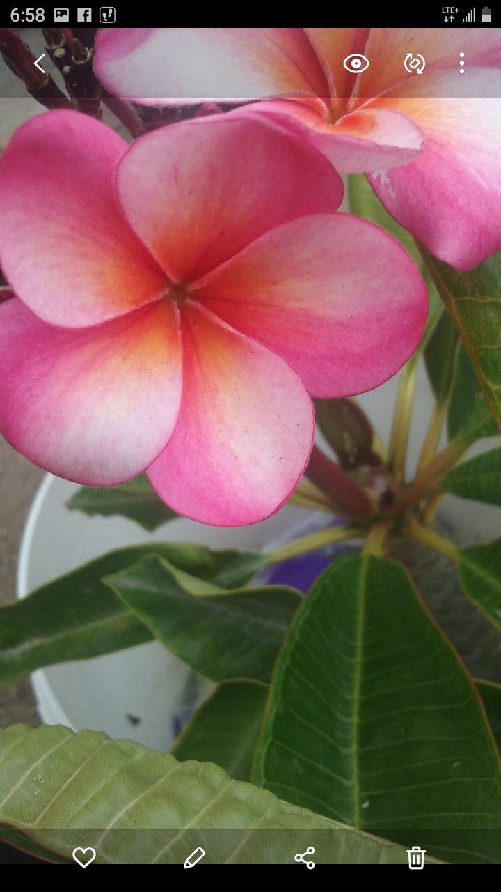 GUILLOT SUNSET PLUMERIA TRUNK