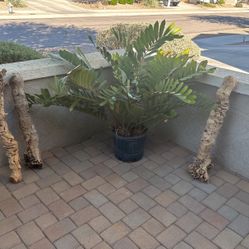 Decorative Wood Stumps