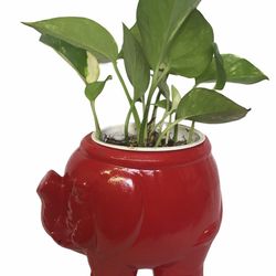 Marble Queen Pothos With Elephant Planters