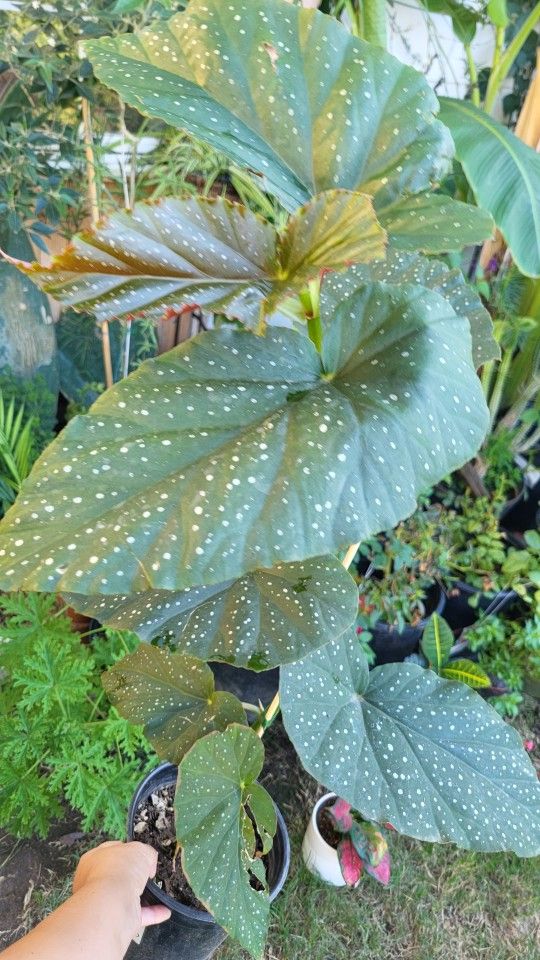 Begonia Grande