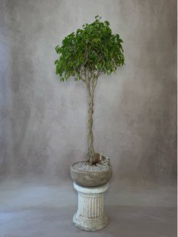 Ficus Benjamina Sculptural Living Tree