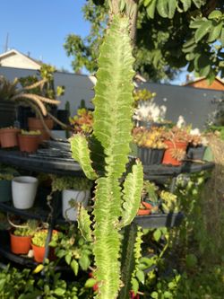 Planta de cactus