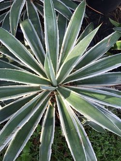 White Variegated Agave Cactus