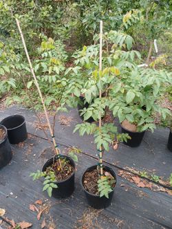 Hart starfruit trees grafted (injerto)