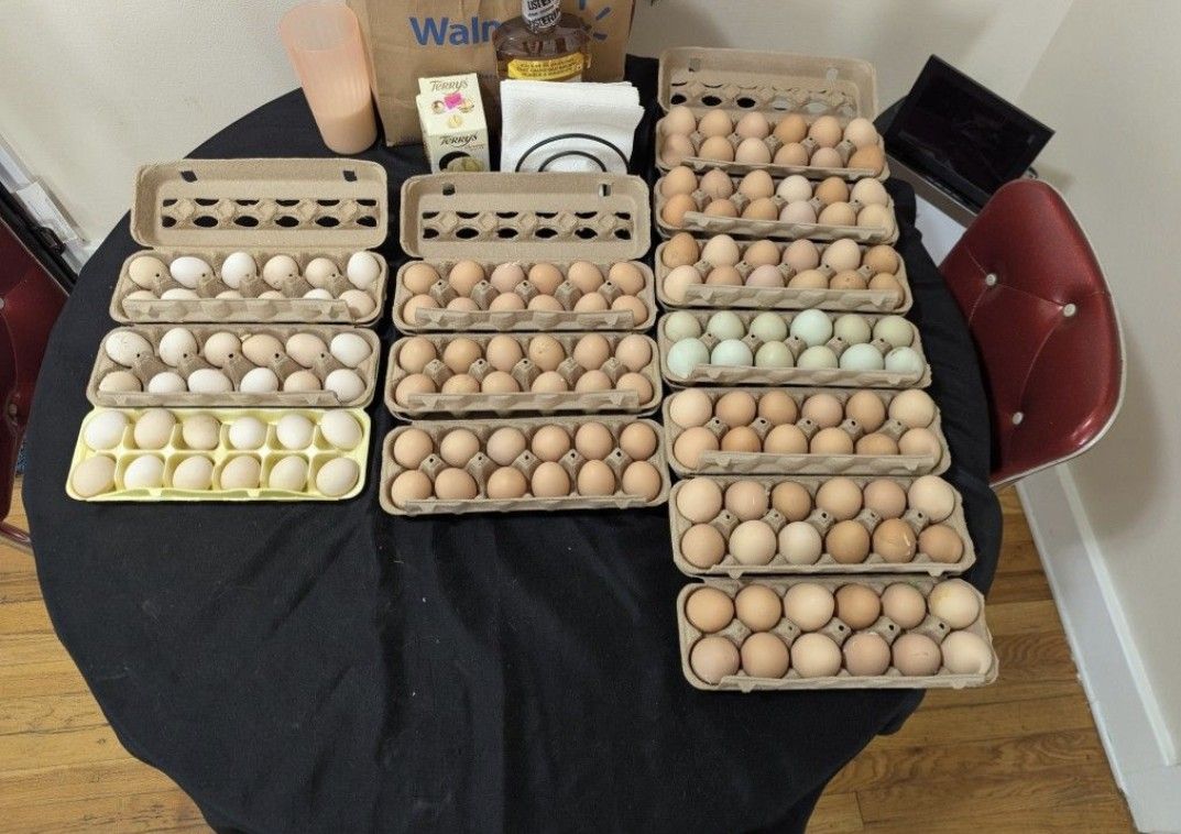Eggs Eggs Eggs