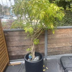 Schefflera (Umbrella Tree)