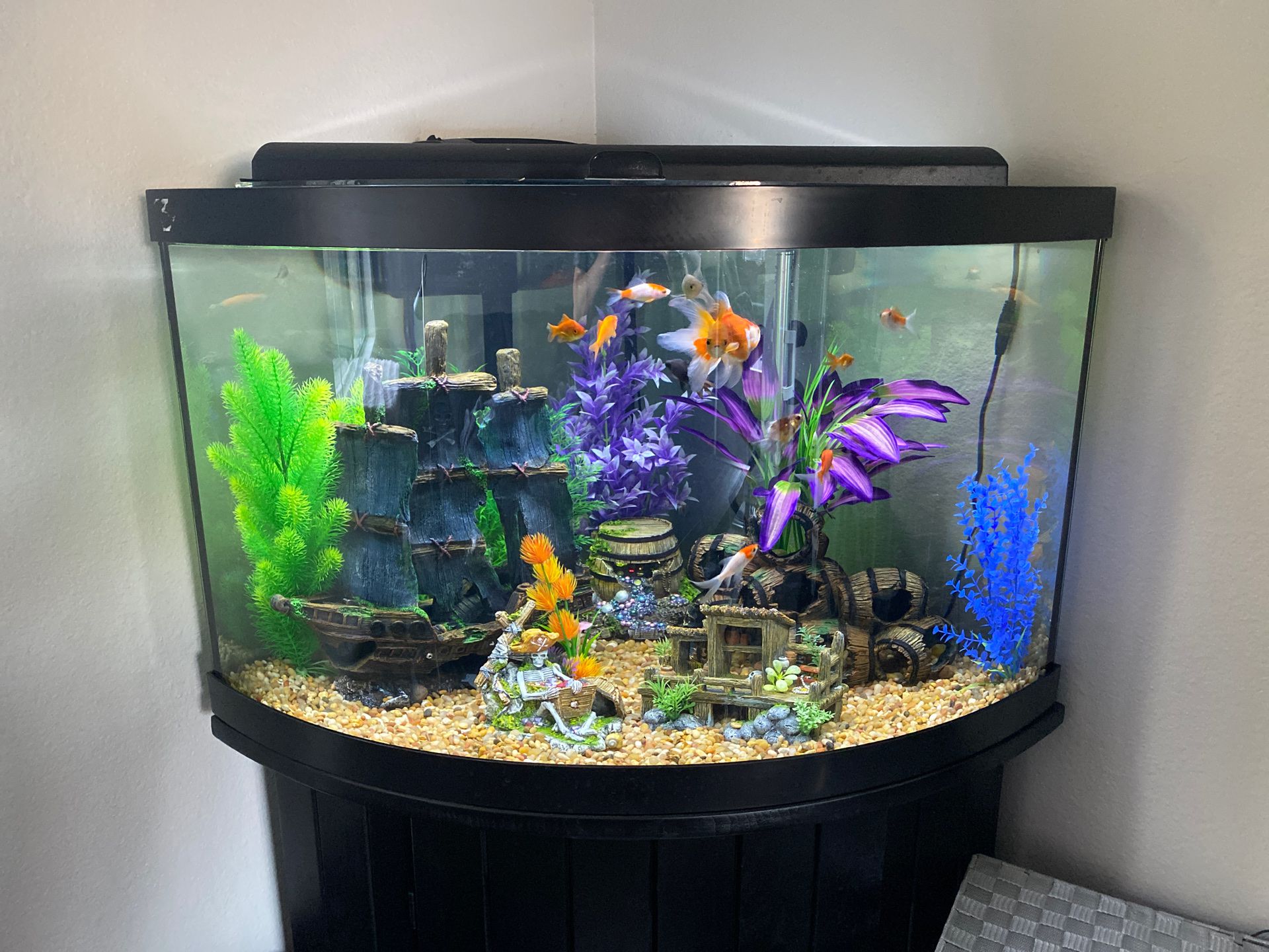 Reptile/Fish Tank Set Up & Maintenance