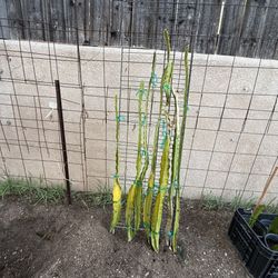 Dragon Fruit Cuttings White Flesh Long Established Branches Plants Cactus Fruit Tree