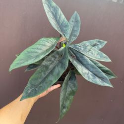 6” alocasia scalprum