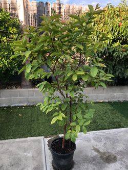 Guava tree