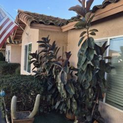 Large Ficus Rubber Plants