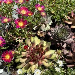 Bird Bath Succulent Planter