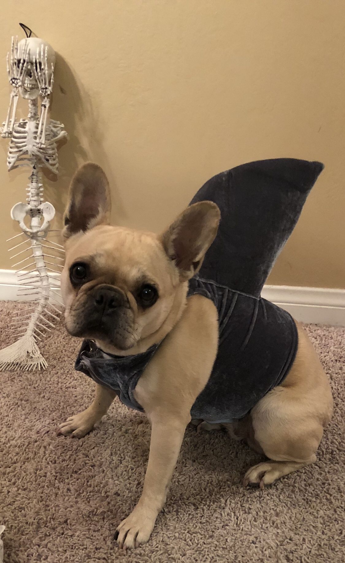 Dog Shark Costume Only