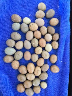 Button quail eggs