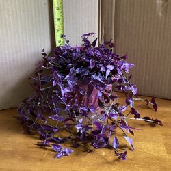 Purple Tahitian Bridal Veil Houseplant