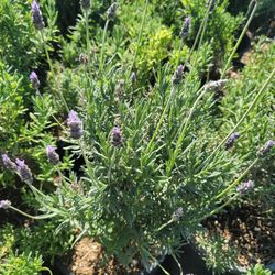 Lavander