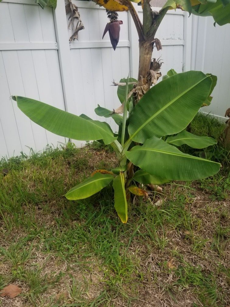 Banana Trees For Sell