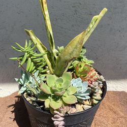 Succulents Arrangement 