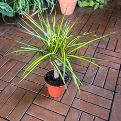 Dracaena Marginata Sunray Cane 4” 