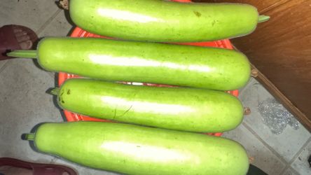Bottle gourd