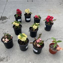 Different  Crown Of Thorns Big Flower In One Gallon Pot 